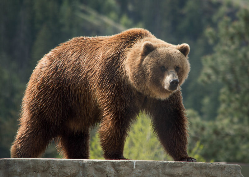 bc wildlife park bear